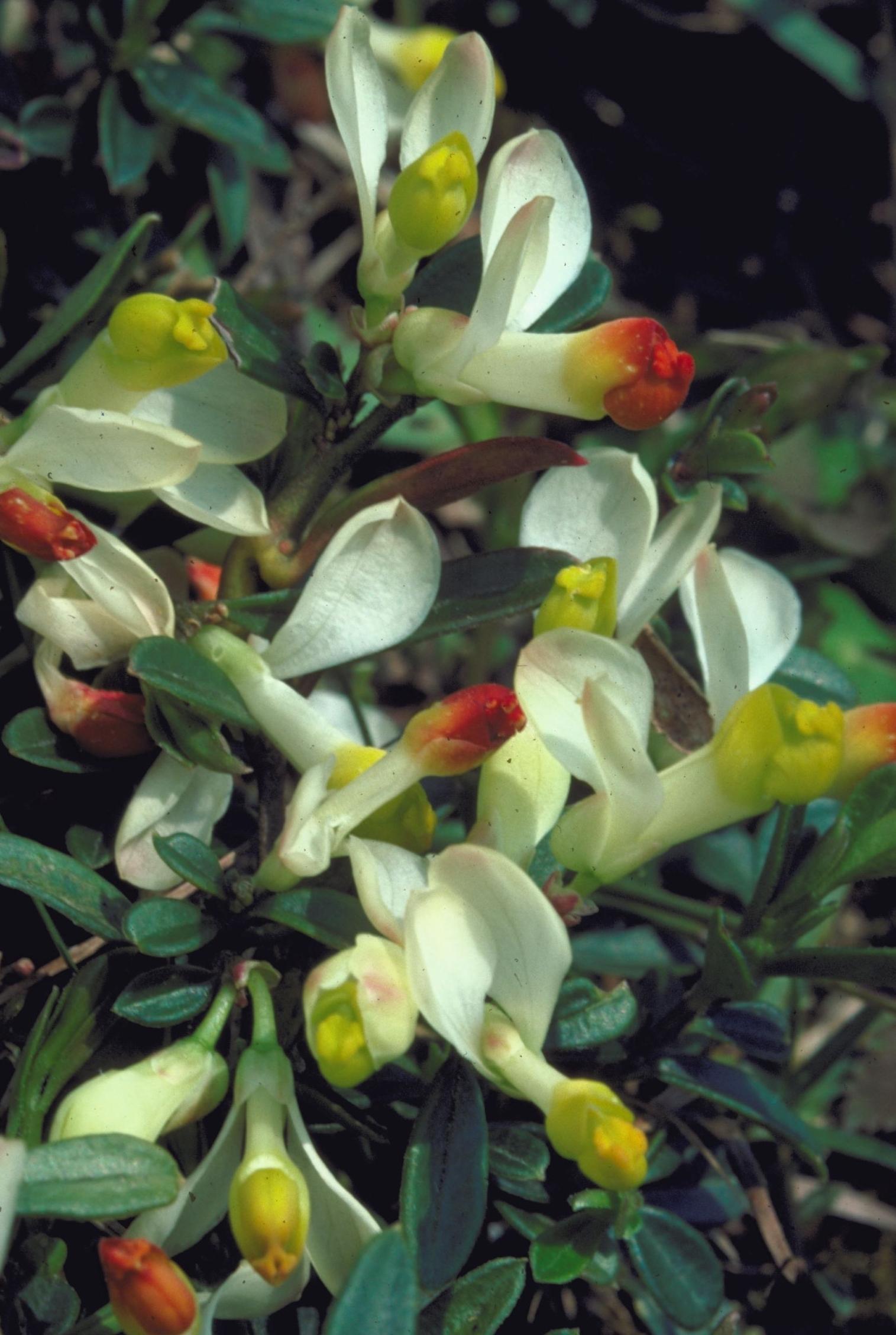 Die Buchs-Kreuzblume ist ein immergrüner Halbstrauch mit weissen Kelchblättern und gelb-roten Kronblättern