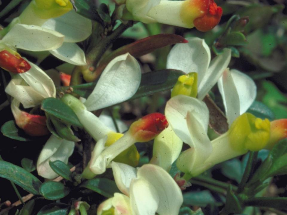 Die Buchs-Kreuzblume ist ein immergrüner Halbstrauch mit weissen Kelchblättern und gelb-roten Kronblättern