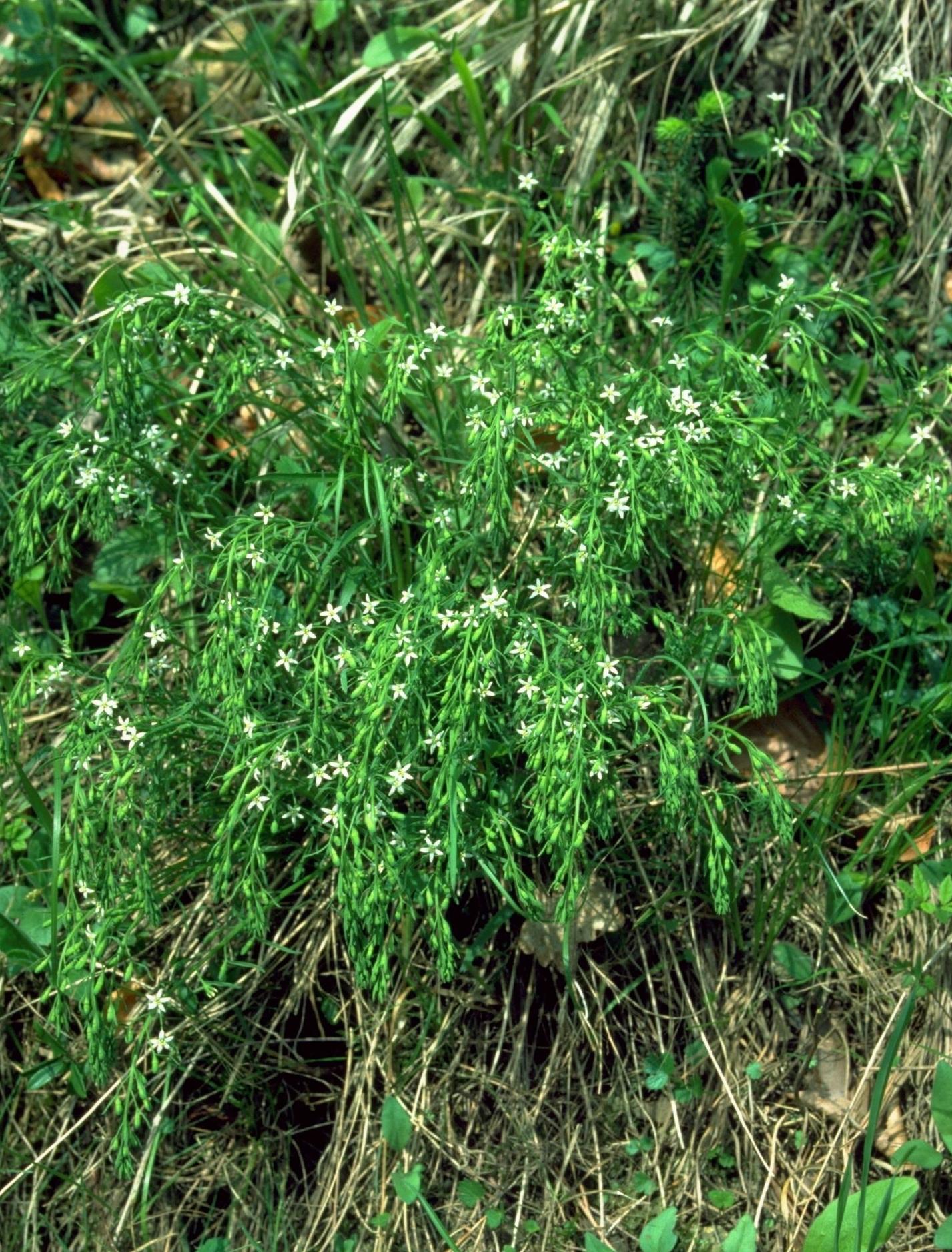 krautige Pflanze mit einer Wuchshöhe von 20 cm und weissen Blüten