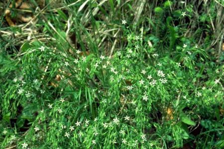 krautige Pflanze mit einer Wuchshöhe von 20 cm und weissen Blüten