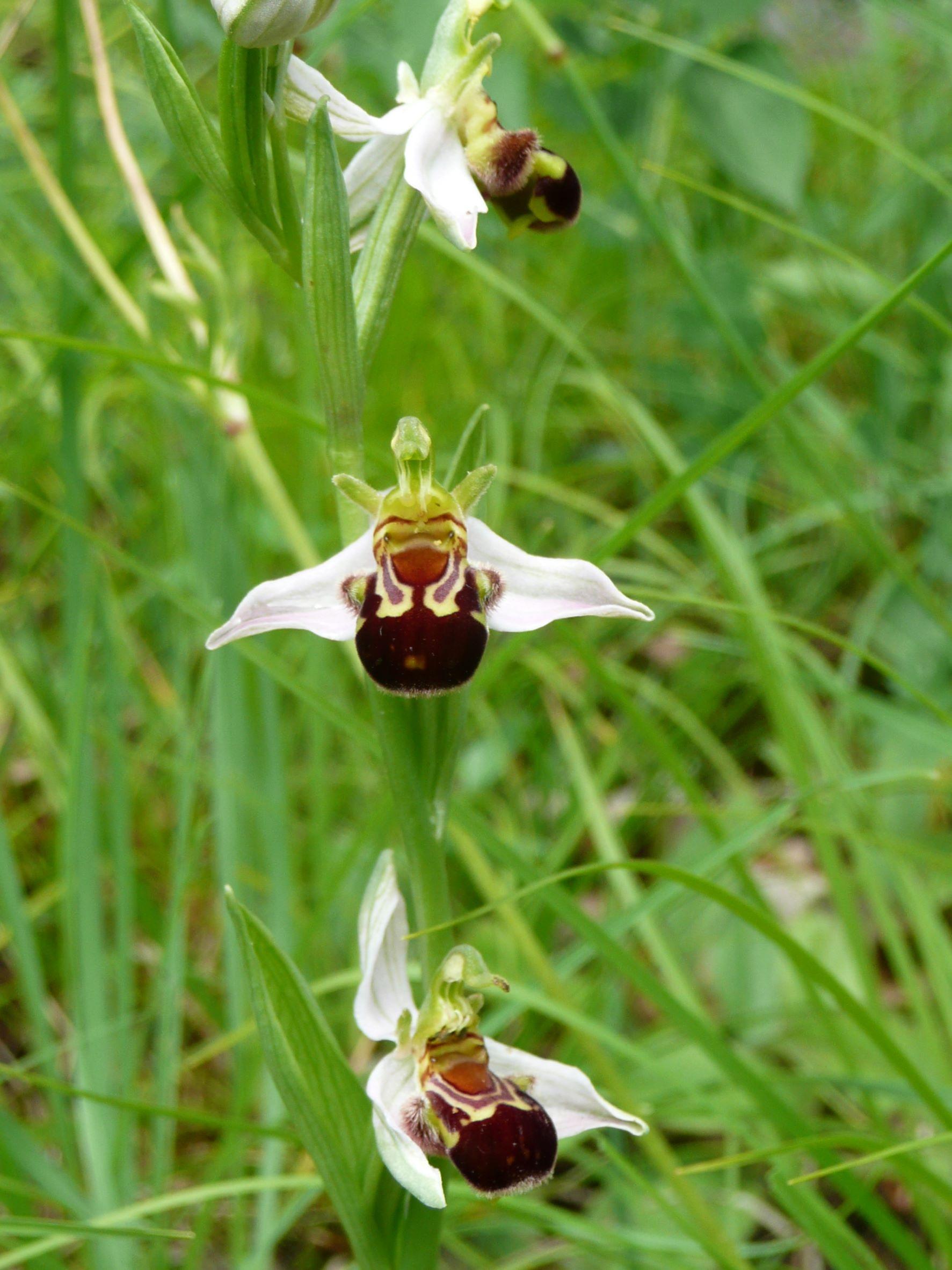 in einer Wiese wachsen drei Orchideen mit weissen Blättern und brauner Lippe