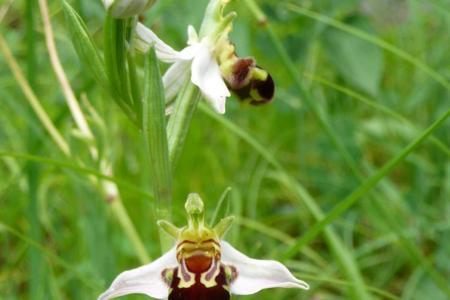 in einer Wiese wachsen drei Orchideen mit weissen Blättern und brauner Lippe