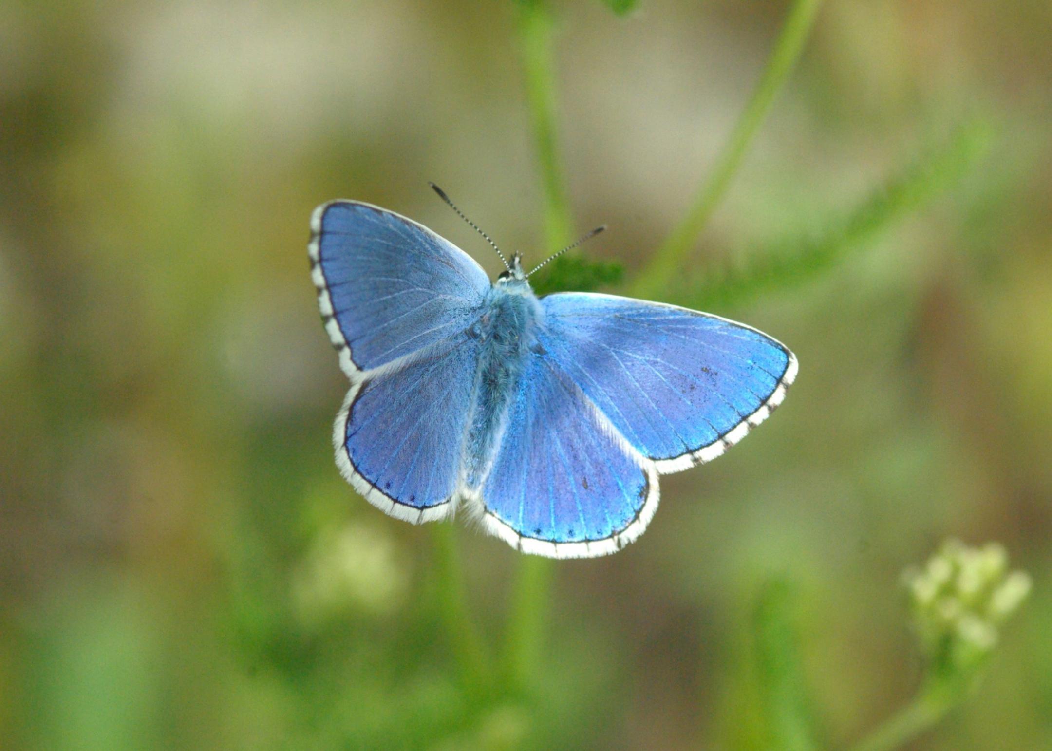 dunkelblauer Schmetterling mit dünnem weissen Rand