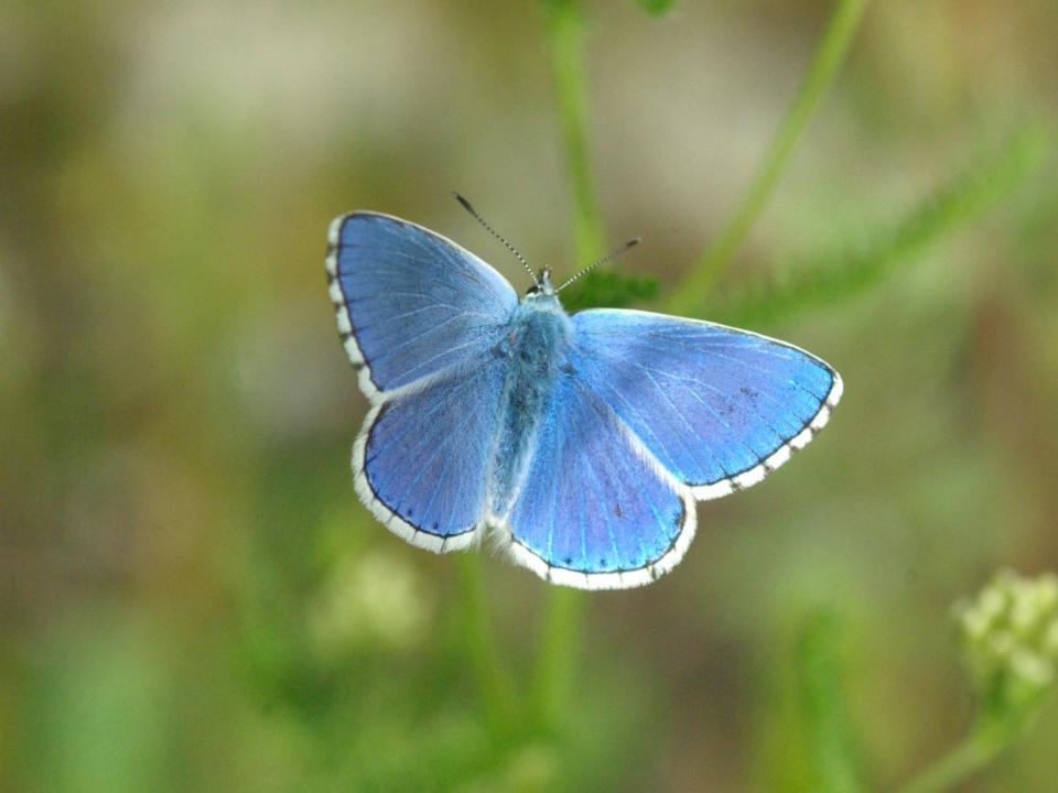 dunkelblauer Schmetterling mit dünnem weissen Rand