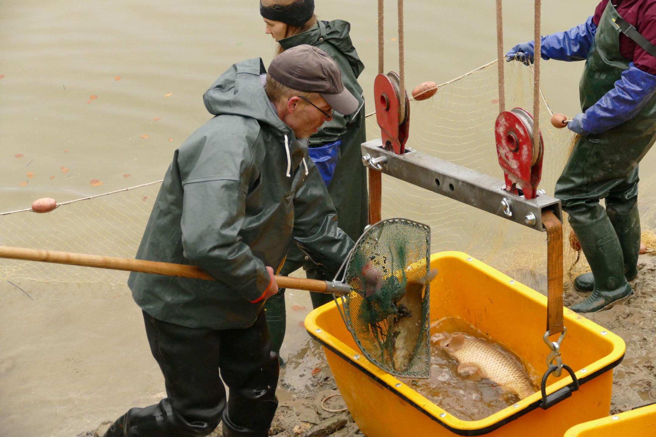 Mann befördert den mit dem Kescher gefangenen Fisch aus dem Weiher in einen gelben Kühlbehälter mit Wasser und Eis