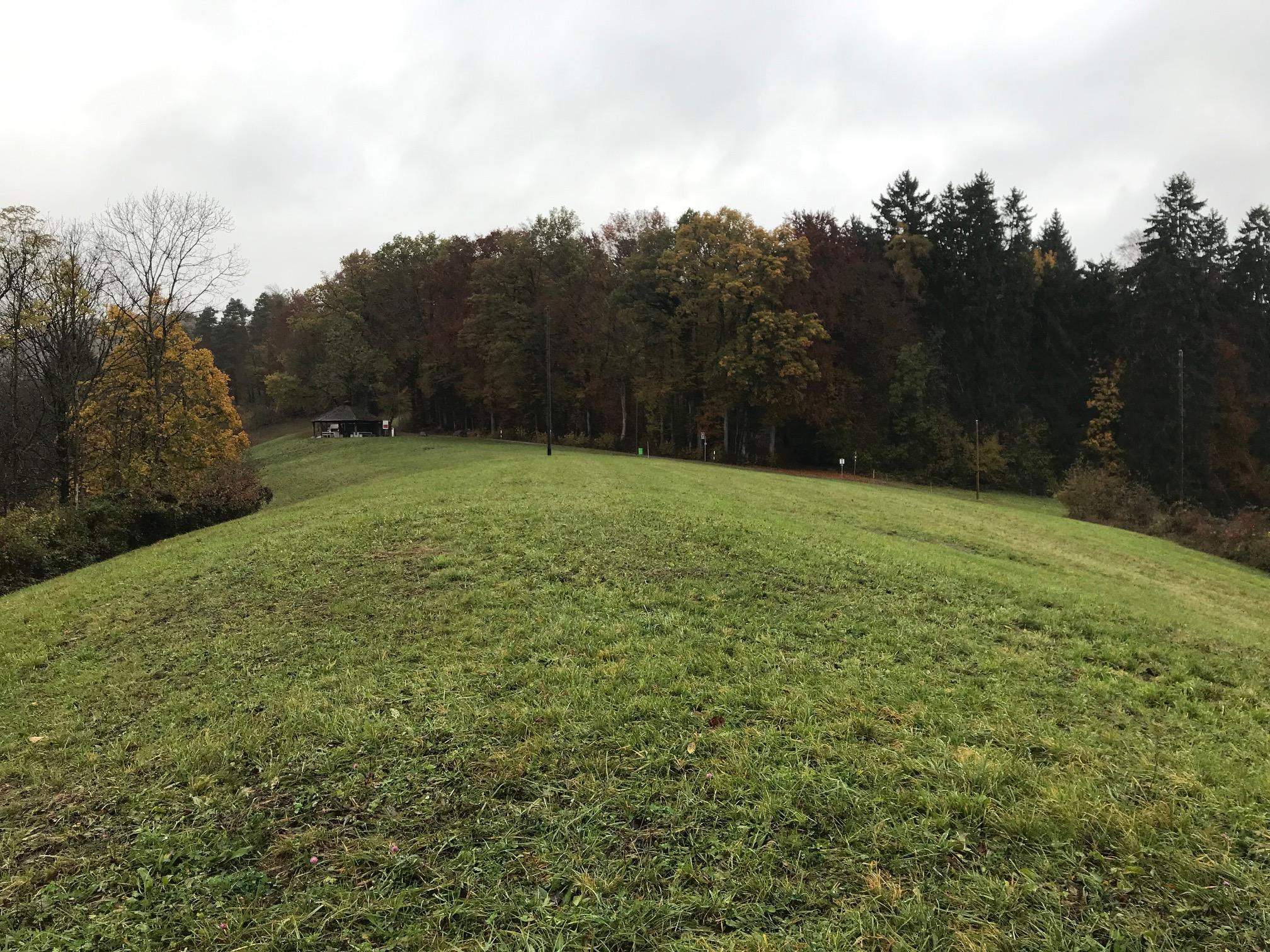 Wiese auf einer Kuppe vor einem Wald