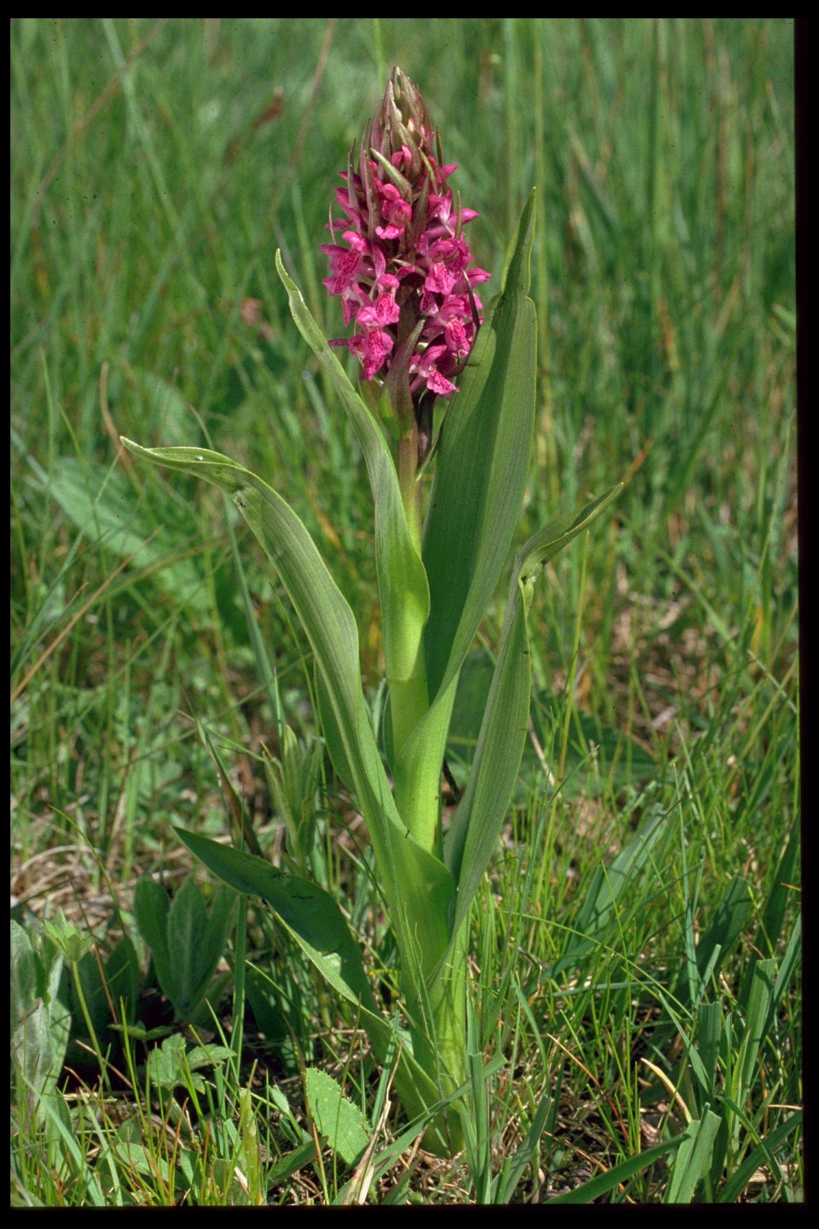 Pflanze mit grünem Stängel und rotblätterigen Blühten
