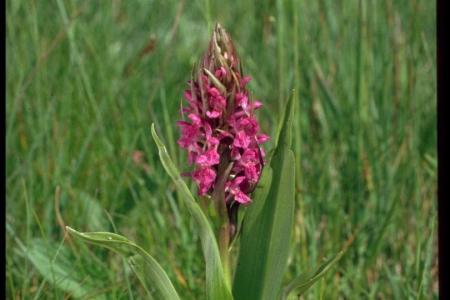 Pflanze mit grünem Stängel und rotblätterigen Blühten