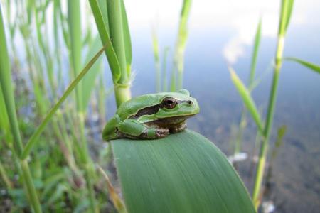 grüner Frosch mit mittig schwarzem Streifen sitzt auf grünem Schilfblatt