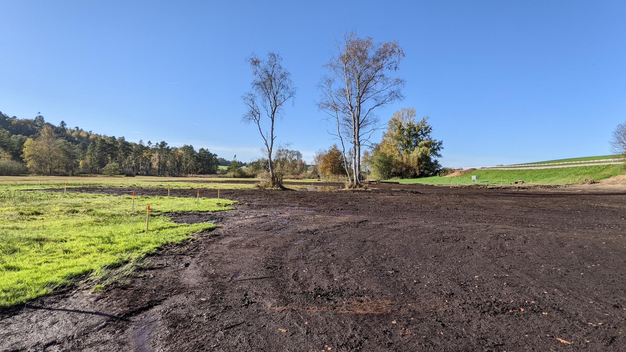 zwei Birken stehen am Rande des abgetragenen Oberbodens.