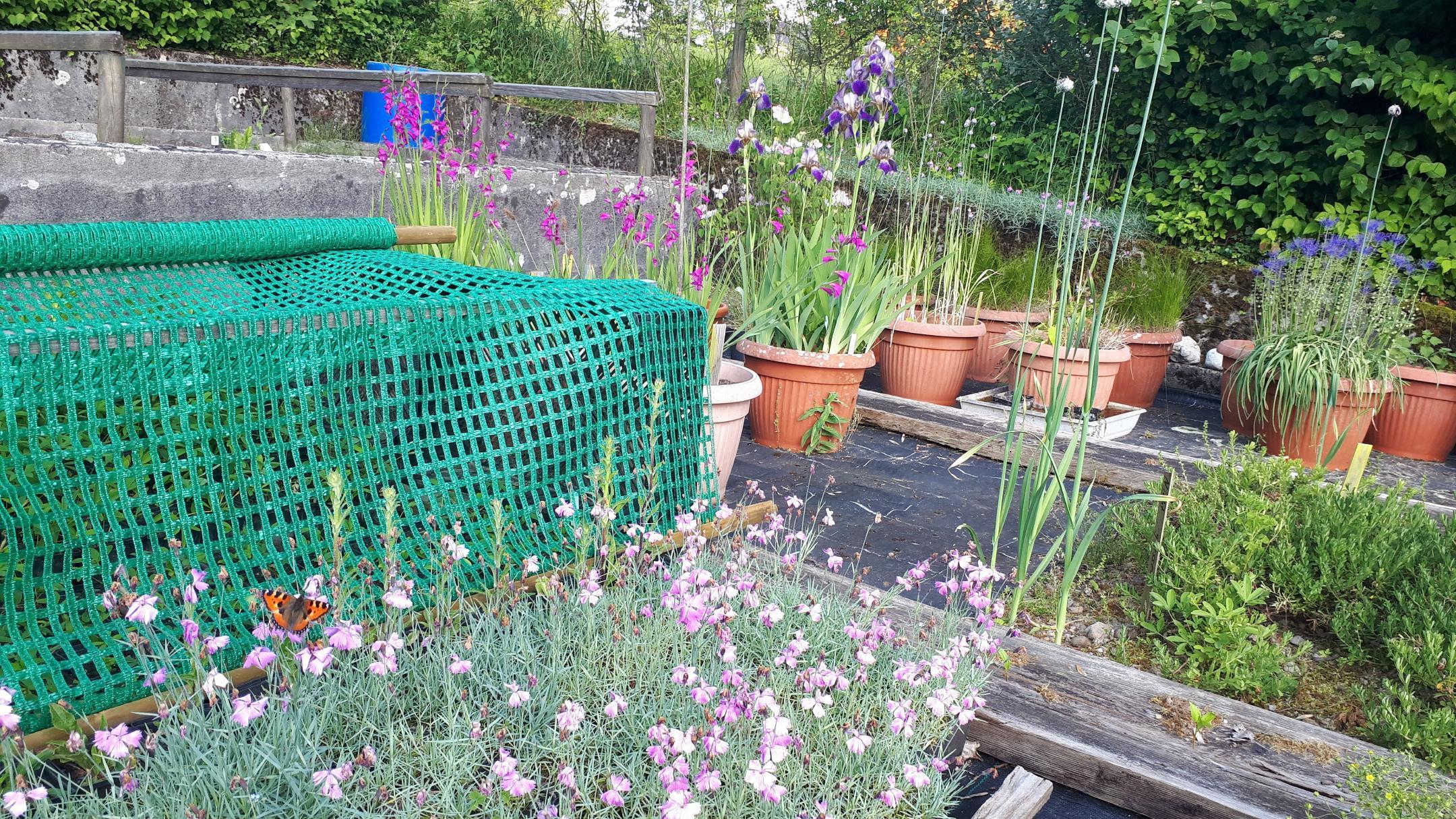 Flora Zwischenvermehrung