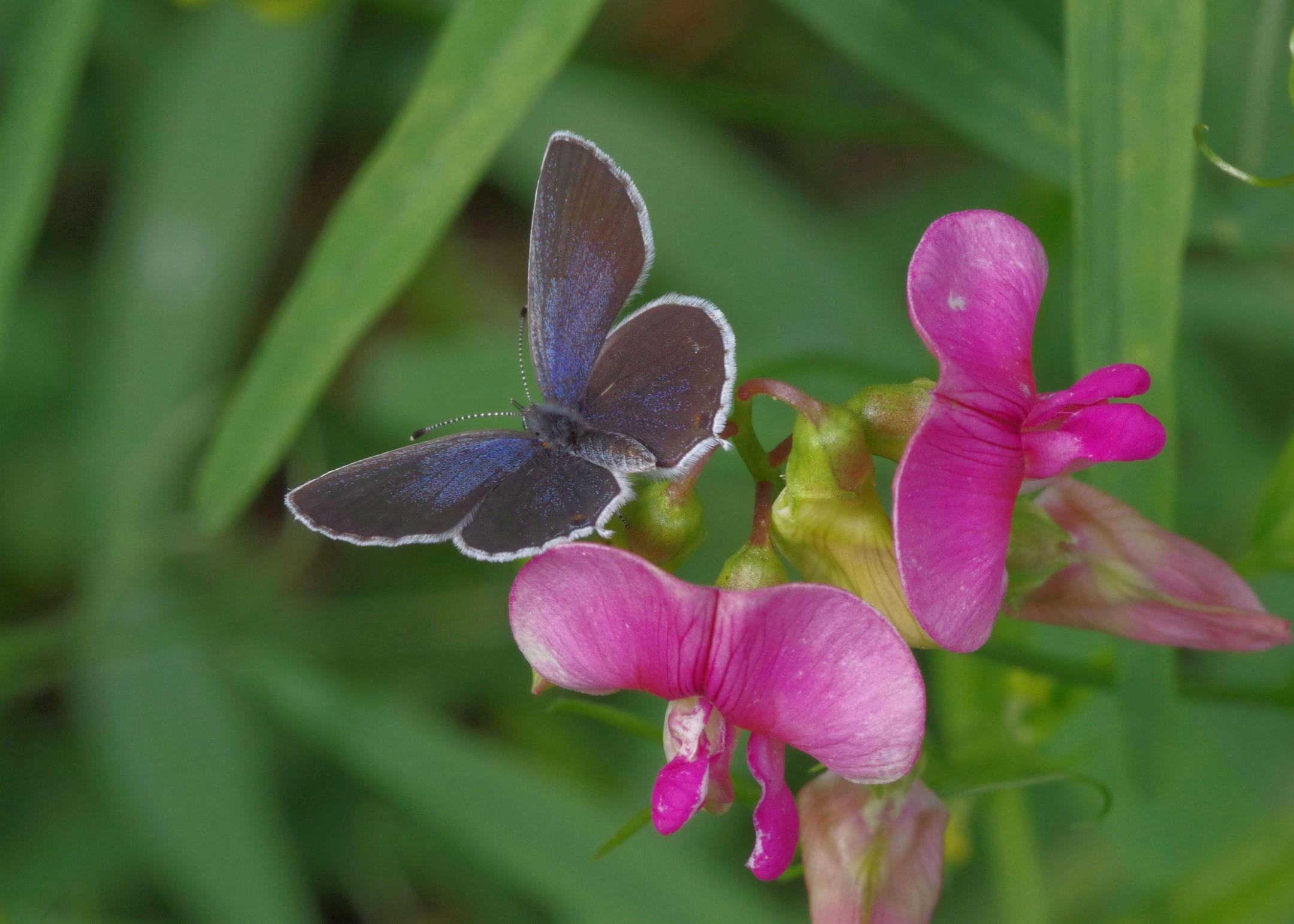 Zielart im Forbuck: Kurzschwänziger Bläuling.