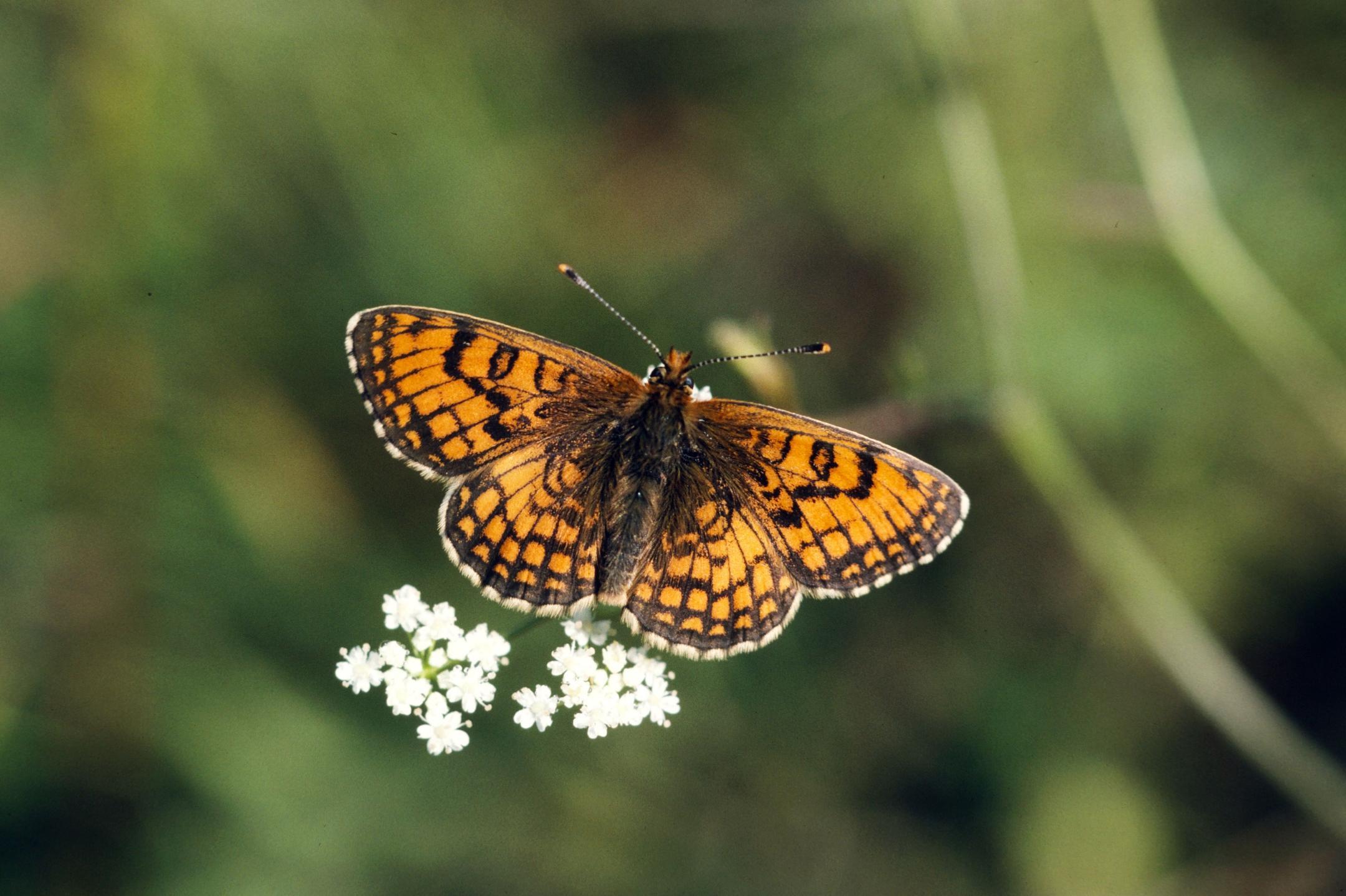 Westlicher Scheckenfalter