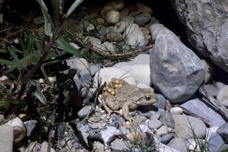 Amphibien Geburtshelferkröte