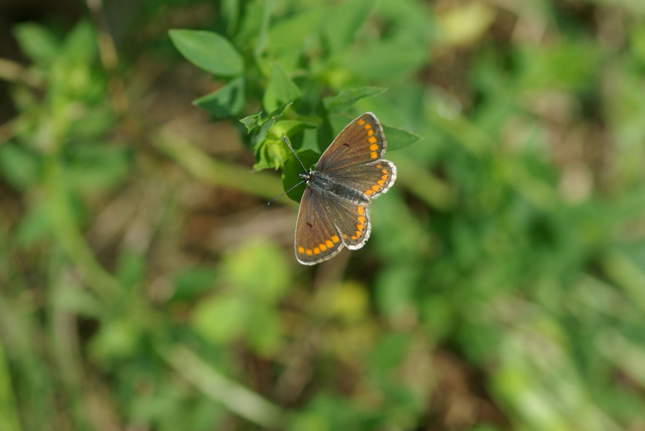 Schmetterling Sonnenröschen-Bläuling