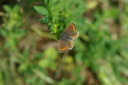 Schmetterling Sonnenröschen-Bläuling