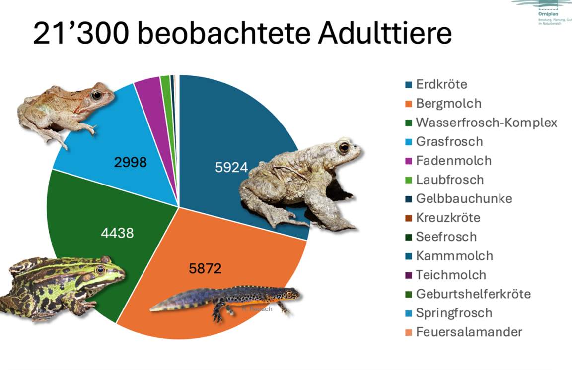 Infografik Amphibienmonitoring 2025