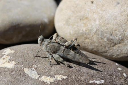 Blauflügelige Sandschrecke