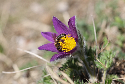 Blume Gewöhnliche Küchenschelle