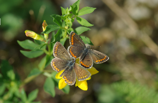 Schmetterling Kleine Sonnenröschen-Bläuling 