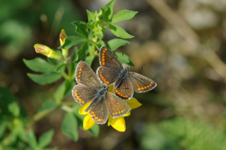 Schmetterling Kleine Sonnenröschen-Bläuling 
