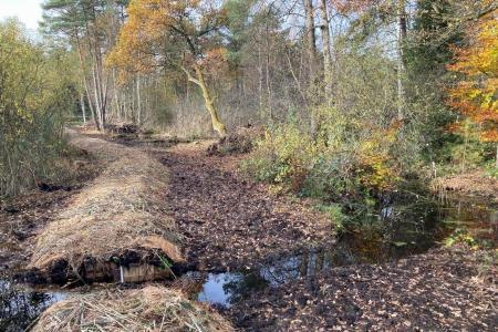 Neuer Einstau Hochmoor Chrutzelen