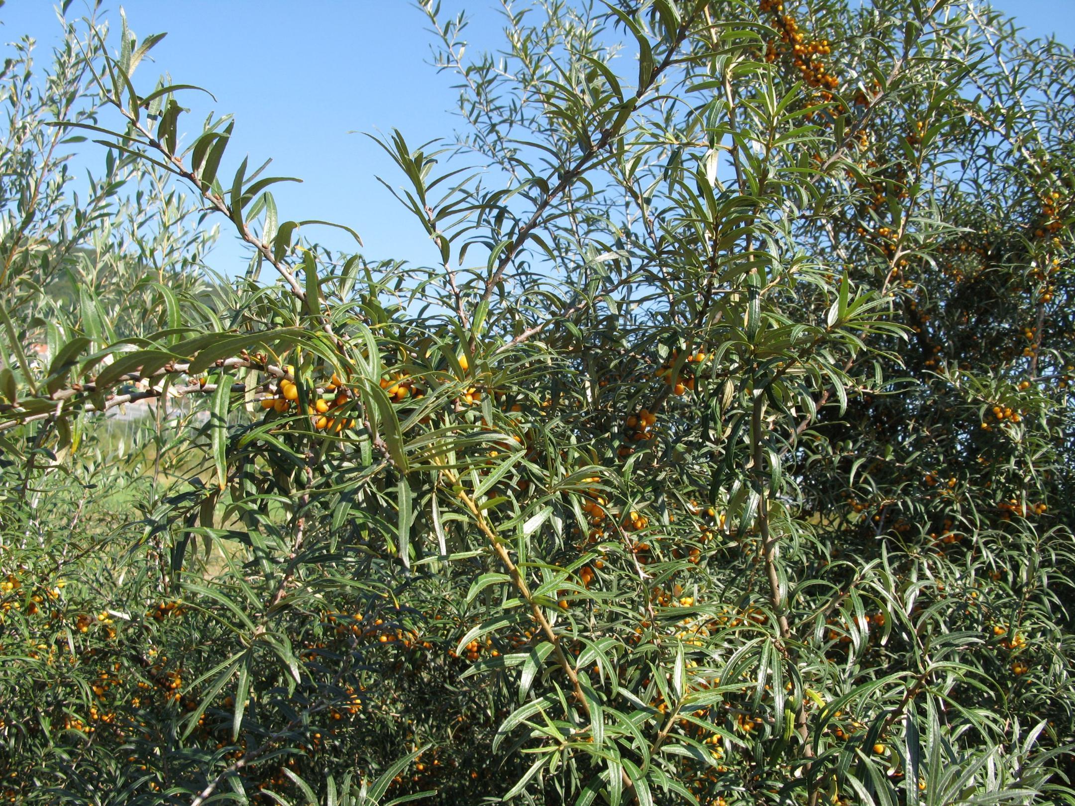 Sanddorn Pflanze