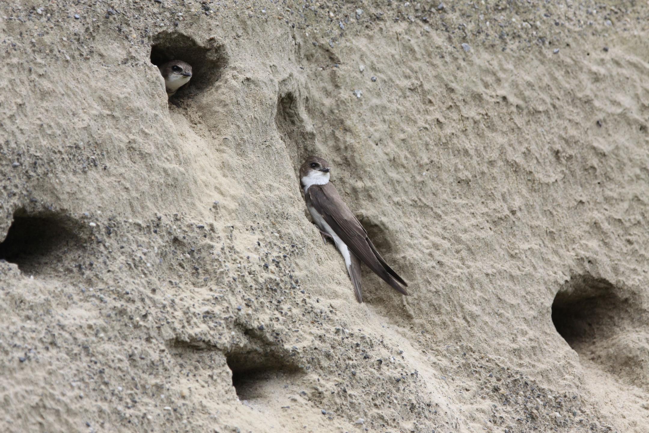 Uferschwalbe Avimonitoring 