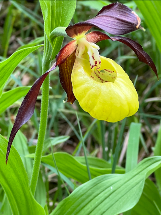 Orchidee Frauenschuh Flora 2025