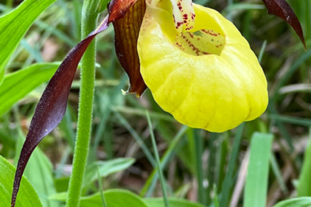 Orchidee Frauenschuh Flora 2025