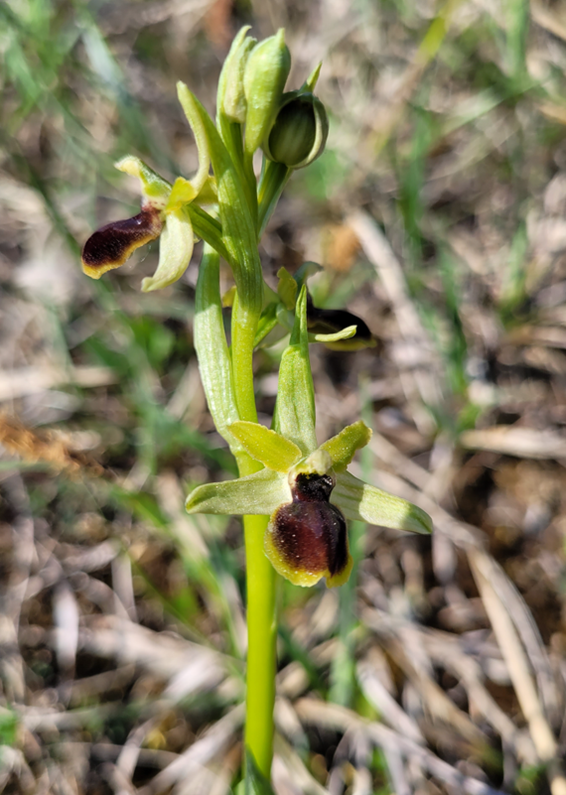 Orchidee Kleine Spinnen-Ragwurz