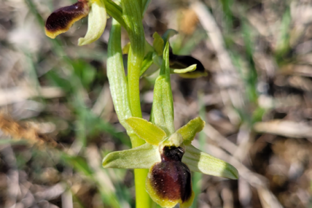 Orchidee Kleine Spinnen-Ragwurz