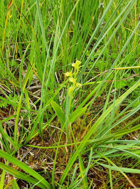 Orchidee Zwiebelorchis Flora 2025
