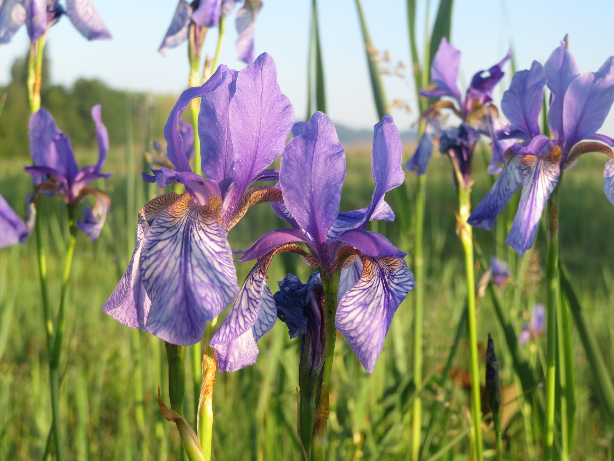 Blume Sibirische Schwertlilie
