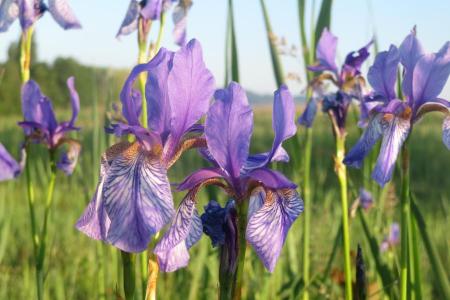 Blume Sibirische Schwertlilie