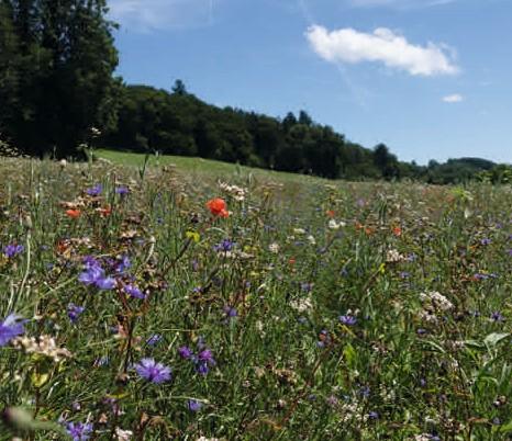 Buntbrache Schmiedeneich Naturnetz Pfannenstil