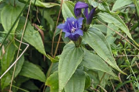 Schwalbenwurz-Enzian Badholz Naturnetz Pfannenstil