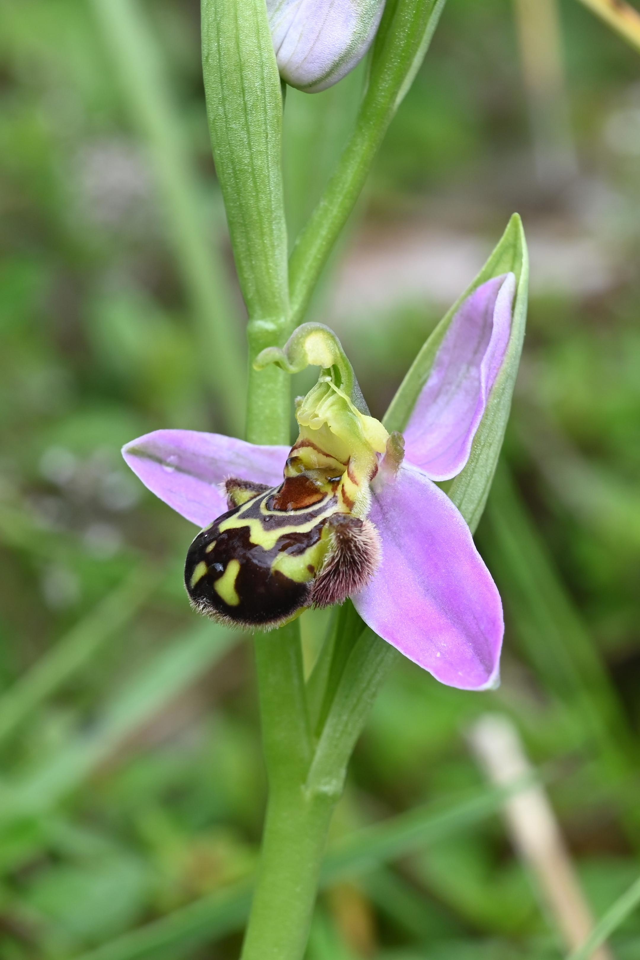 Bienen-Ragwurz