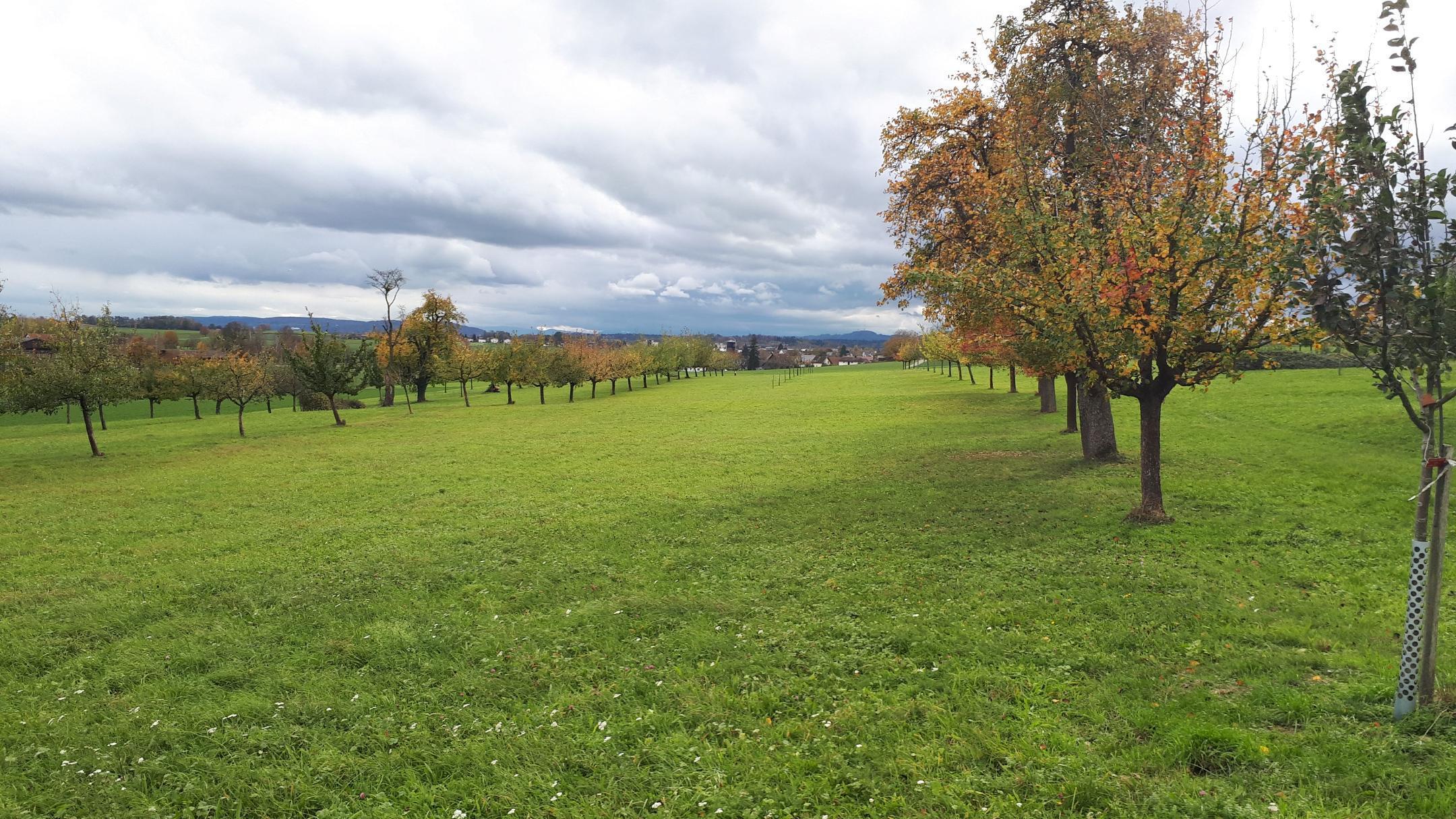 Obstgarten Reben