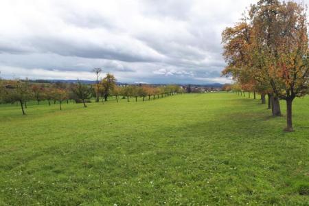 Obstgarten Reben