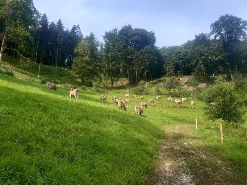 Kuhherde Waldweide breiter Waldrand in Bachs 