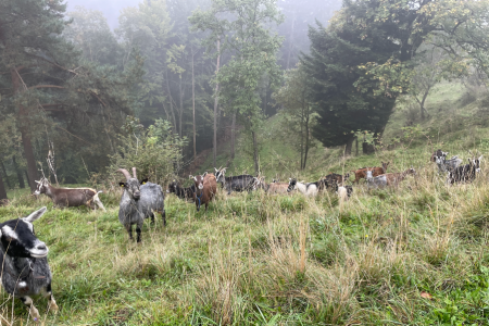Ziegenherde Waldweide Fischenthal