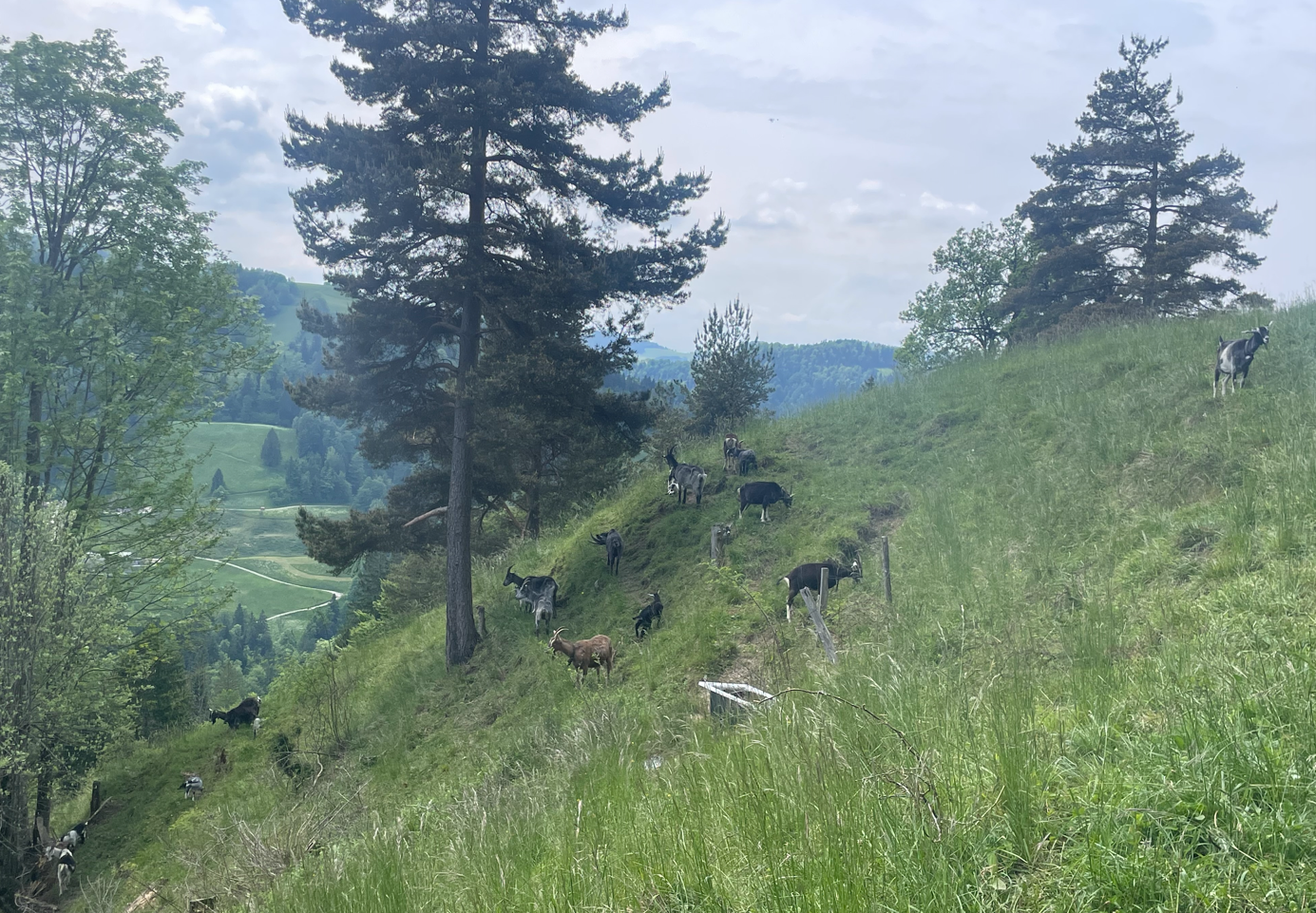 Waldweide mit Ziegen Fischenthal