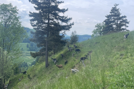 Waldweide mit Ziegen Fischenthal