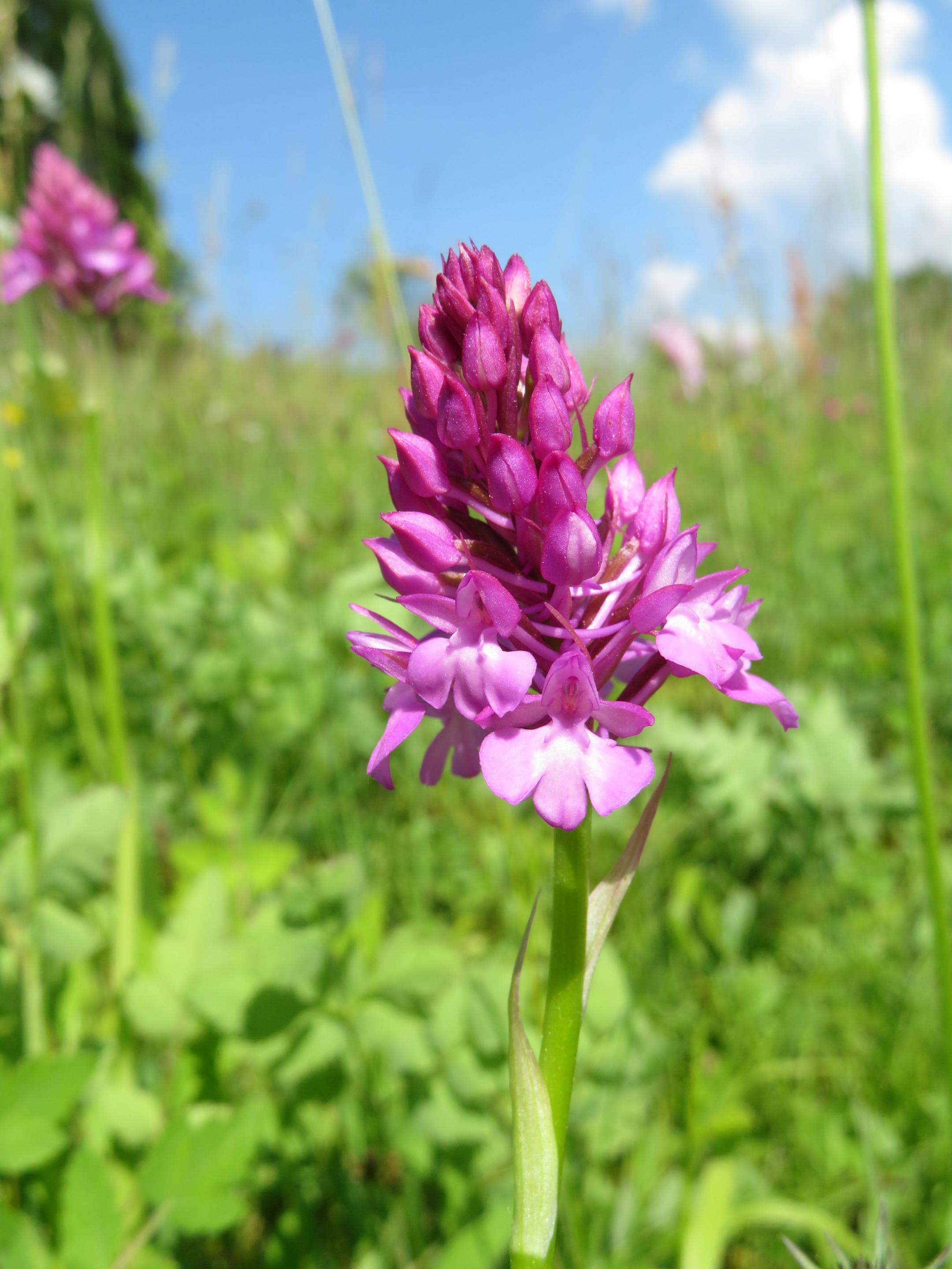 Spitzorchis