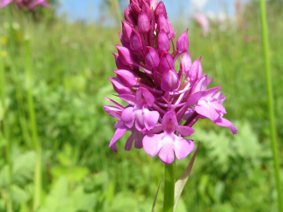 Spitzorchis