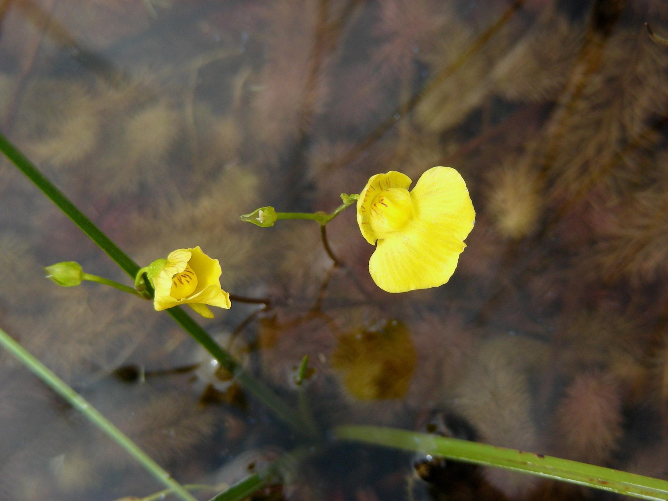 Mittlerer Wasserschlauch