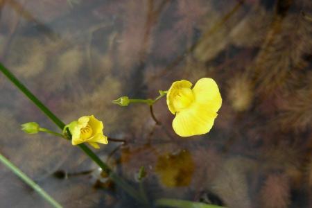 Mittlerer Wasserschlauch