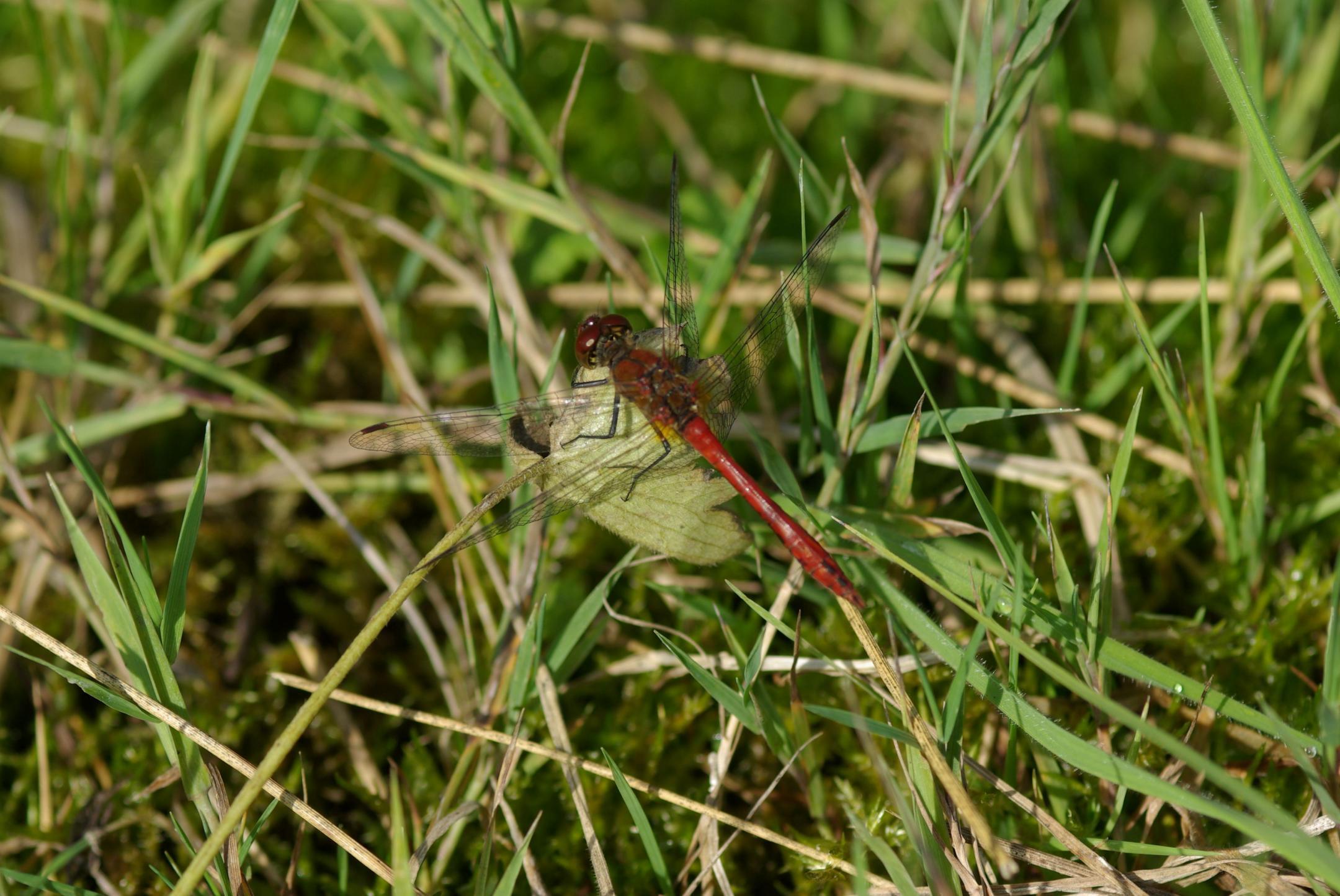Bergliriet Blutrote Heidelibelle