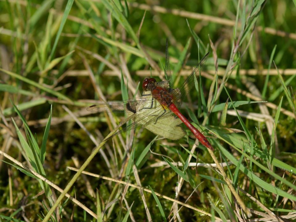 Bergliriet Blutrote Heidelibelle